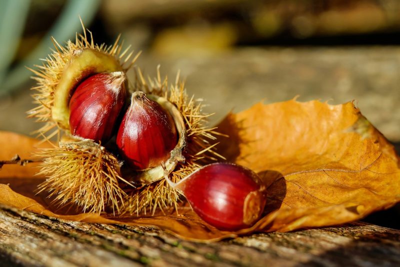 Buy Fresh Chestnuts Online From These 7 sites Food For Net