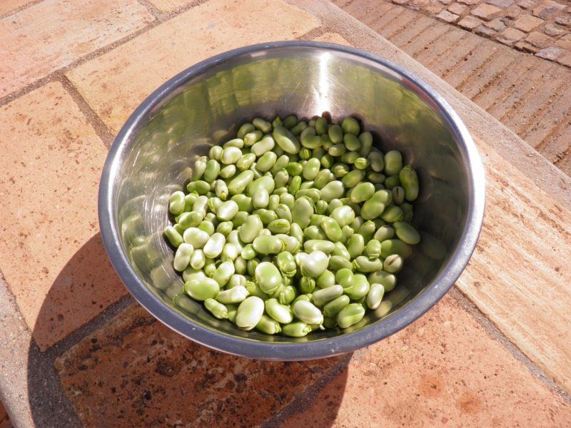 A bowl of fava beans outside to represent where to buy fresh fava beans online