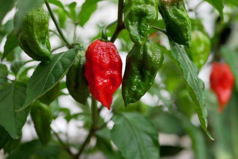 red and green peppers hanging from a branch to represent where to buy fresh ghost peppers online 