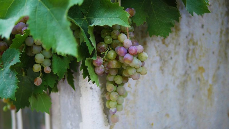 a grape vine with plenty of leaves to represent where to buy fresh grape leaves online