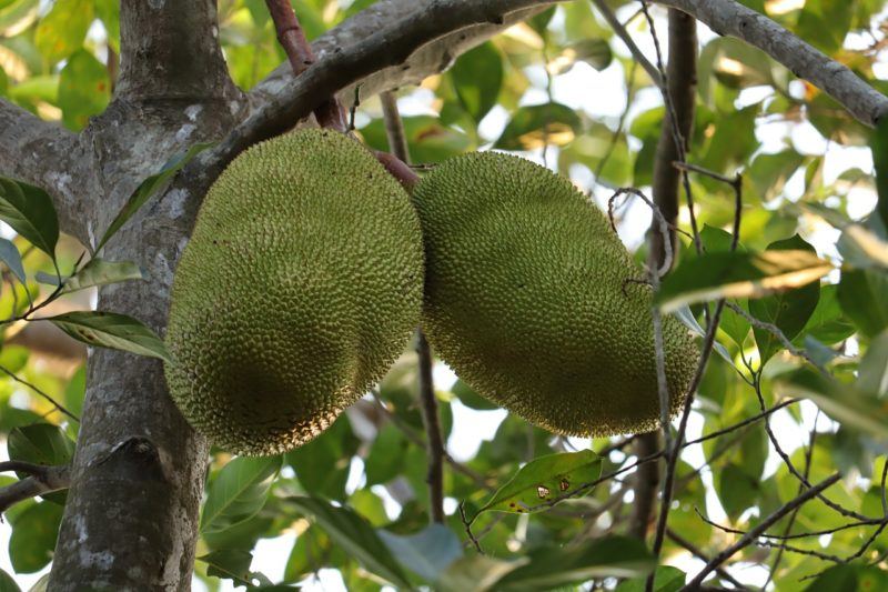 two large jackfruit hanging on a tree surrounded by leaves to represent where to buy fresh jackfruit online 