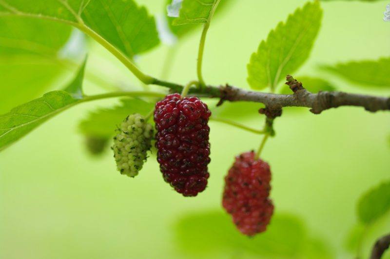 a close up of mulberries hanging from a branch to represent where to buy fresh mulberries online 