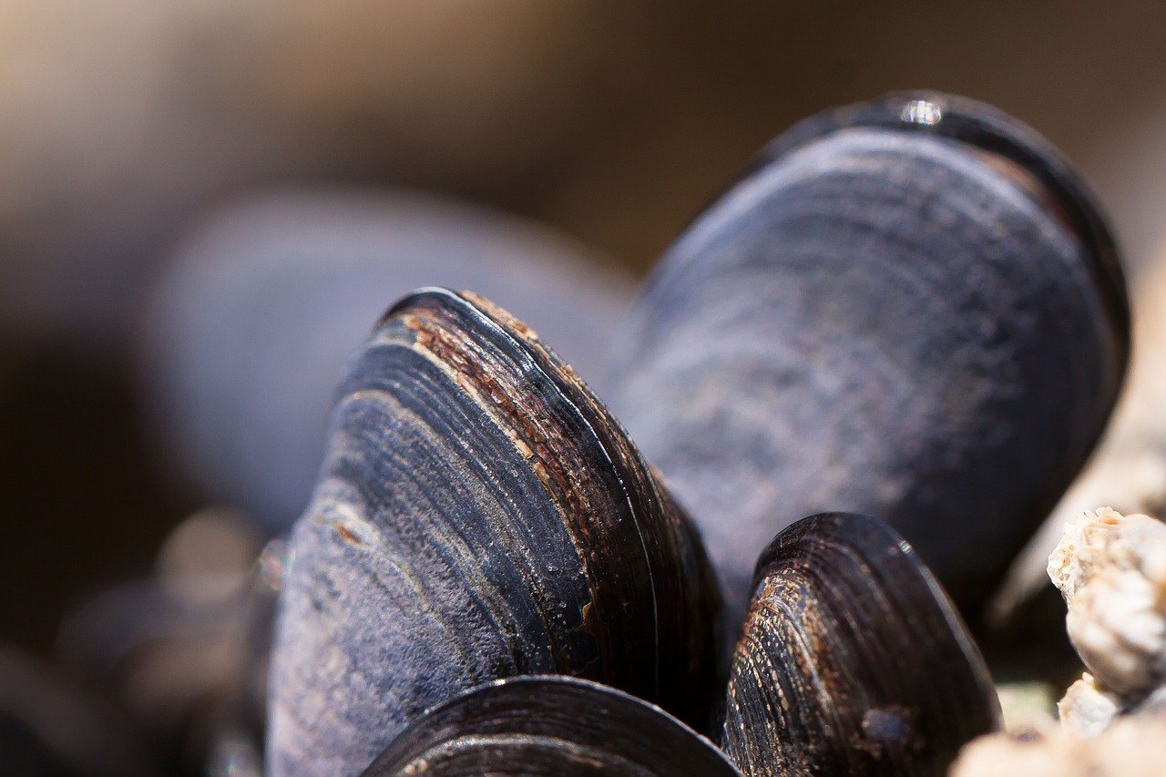 Buy Fresh Mussels Online From These 4 sites Food For Net