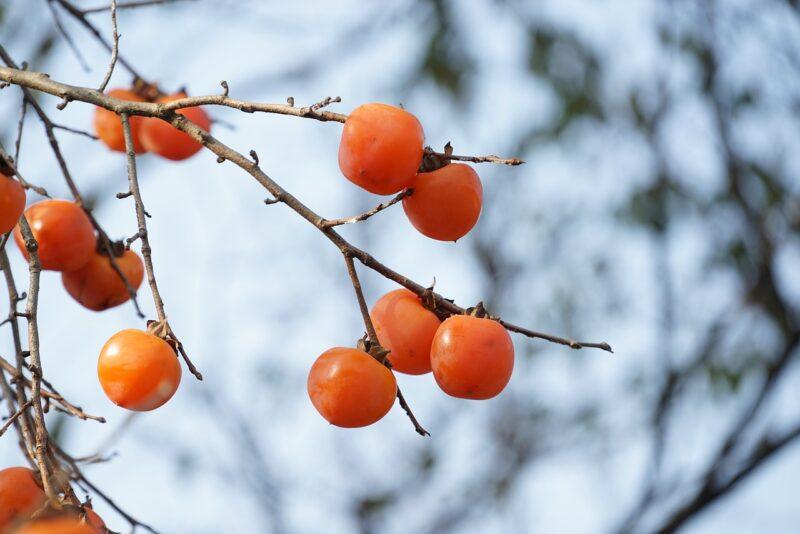 a close up of small persimmons on a tree branch to represent where to buy fresh persimmons online 