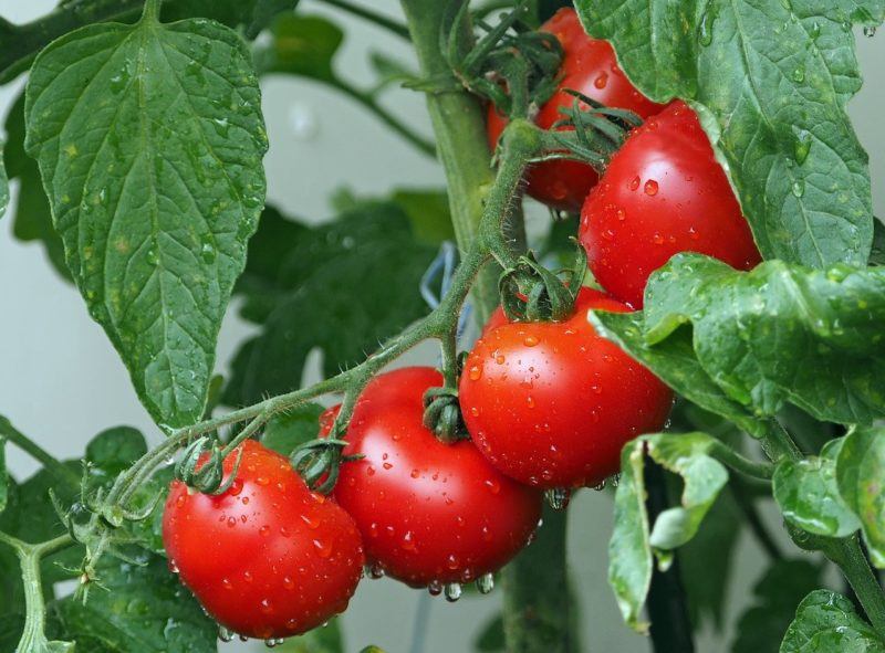 a closeup of tomatoes on a vine to represent where to buy fresh tomatoes online 