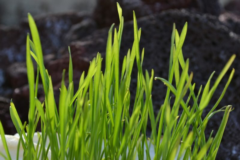 close up of fresh wheatgrass with soil in the background to represent where to buy fresh wheatgrass online 