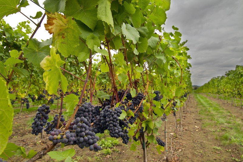 Cabernet Sauvignon grapes on the vine with cloudy skies