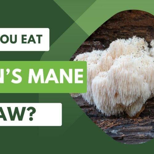 Can You Eat Lentils Raw? | Food For Net