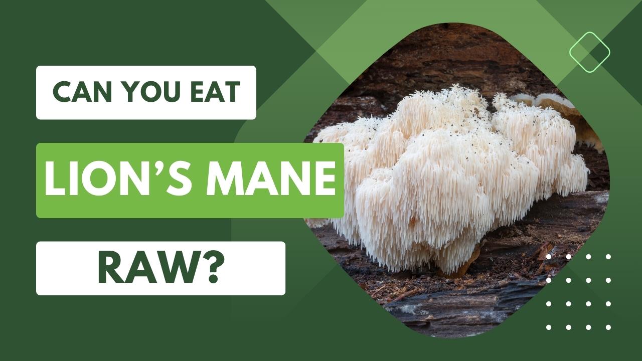 Can You Eat Lion’s Mane Raw? Food For Net