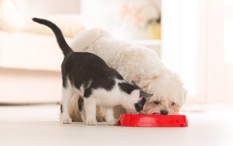 Cat and dog eating together