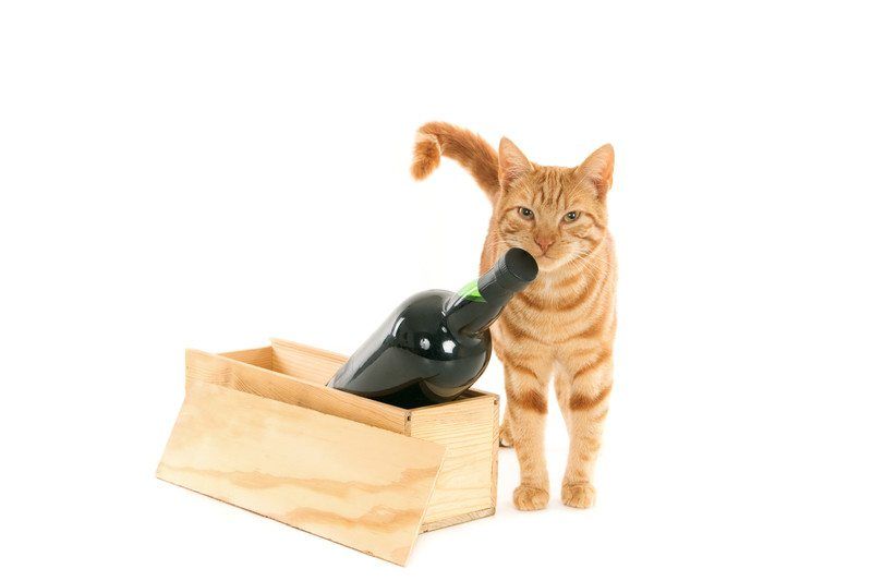 Cat with wine