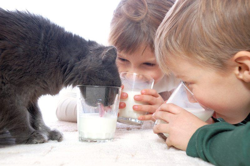 Cat and kid drink milk