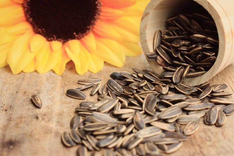 closeup shot of sunflower seeds spilling from a bowl | Food For Net a small bowl filled with sunflower seeds spillng from it, a sunflower placed beside