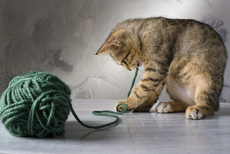 Cat eating string