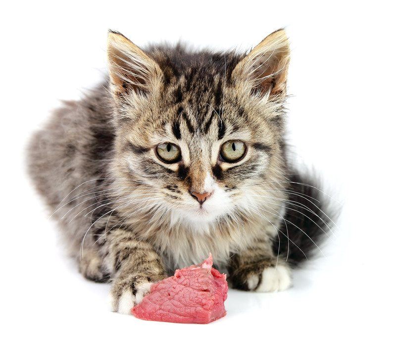 Cat raw meat