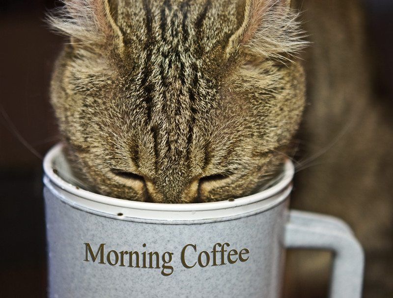 Cat with coffee