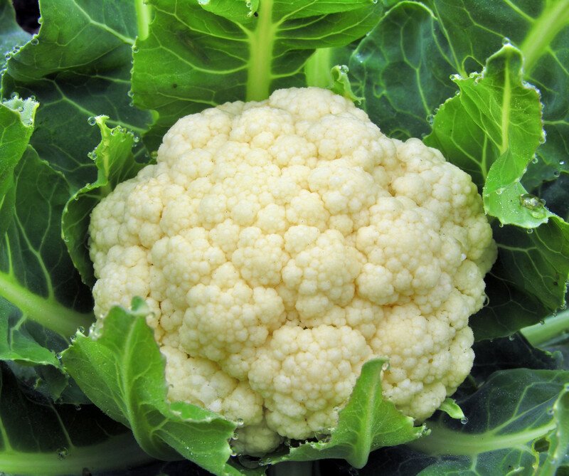 A white head of cauliflower is surrounded by green leaves.