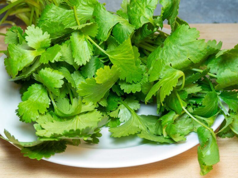 closeup image of a bunch of fresh cilantro on a white plate