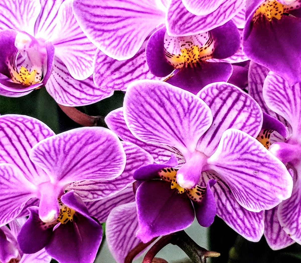 Orchid of the Month Clubs - Purple veragated orchids with yellow in the center