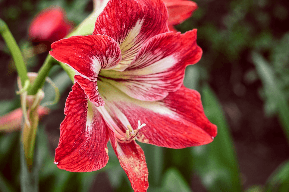 closeup of a red amaryllis in an outside garden with green foliage in the background