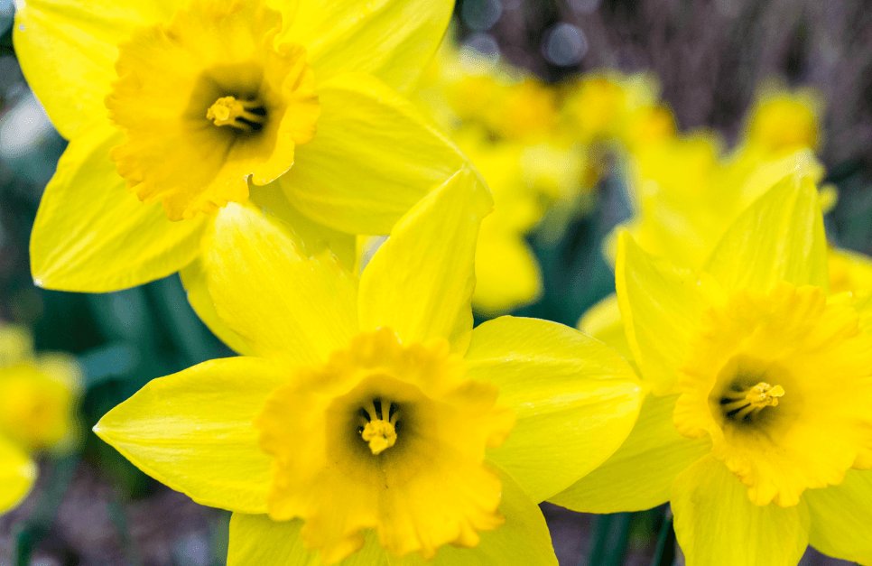 closeup of bright yellow daffodils