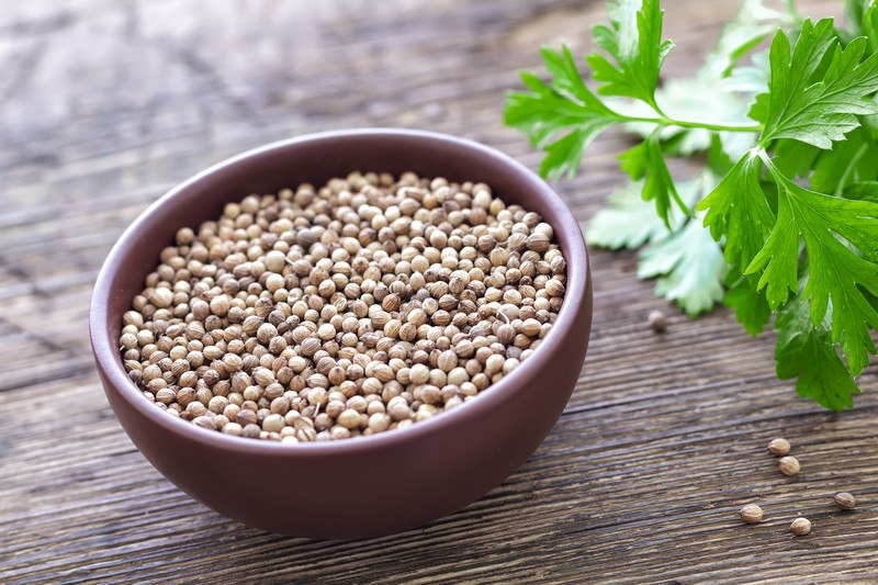 on a wooden surface of a wooden surface full of coriander seeds with loose coriander seeds and fresh coriander leaves beside it