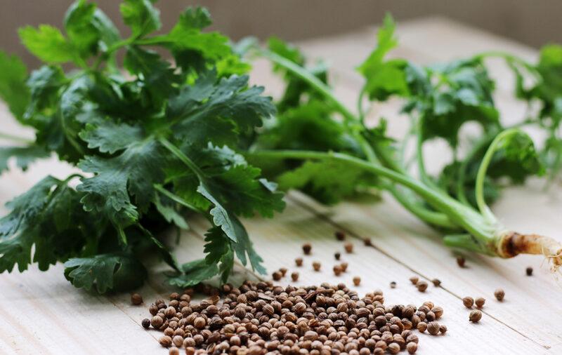 on a wooden board is a small mound of coriander with a bunch of cilantro behind it