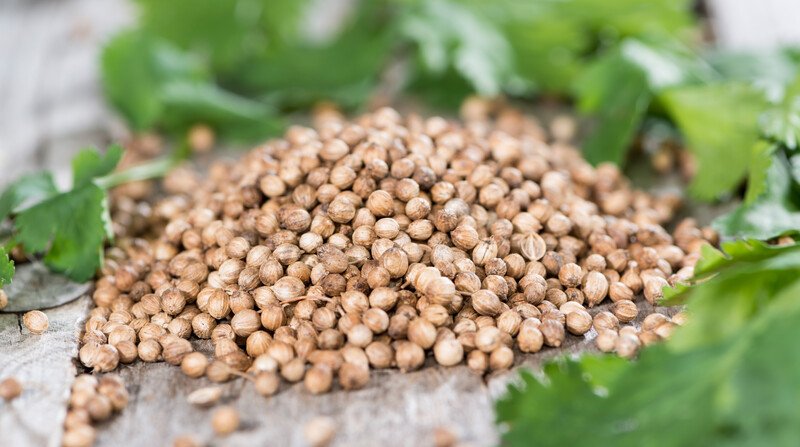 closeup image of a pile of coriander seeds with fresh coriander leaves on a white wooden surface