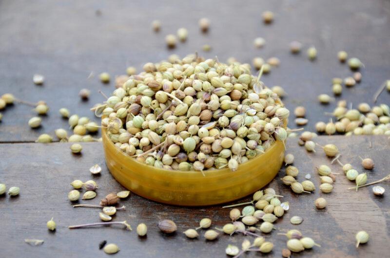 on a rustic looking wooden surface is a plastic round tub with coriander seeds, around it are loose coriander seeds