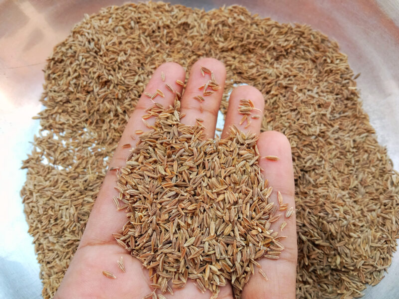 cumin seeds in a metal bowl with a hand with cumin seeds as well held over it