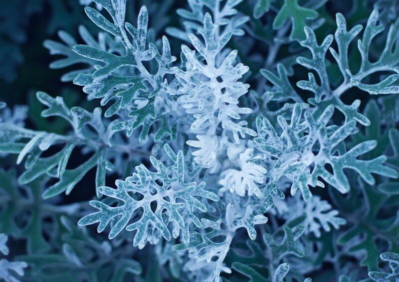 dusty miller 