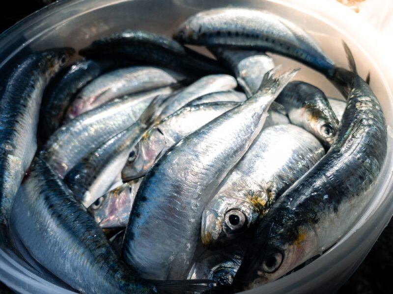 closeup image of a white plastic basin with fresh sardines, a kind of fatty fish