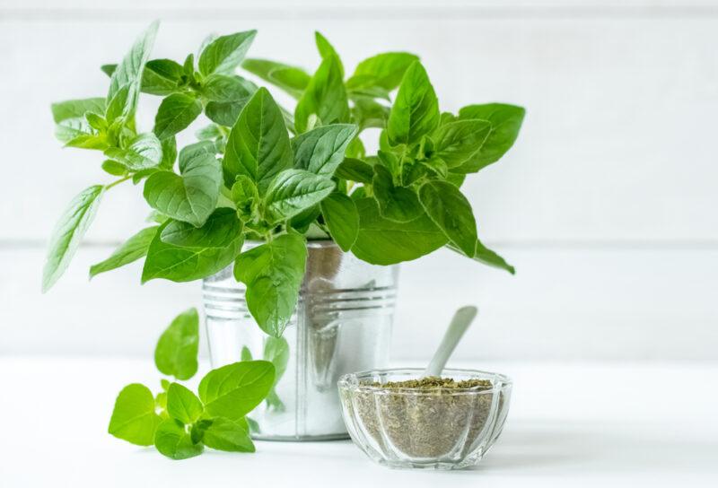 on a white surface and white wooden background is a small tin pail container with fresh oregano, beside it is a sprig of oregano and a small glass bowl full of dried oregano