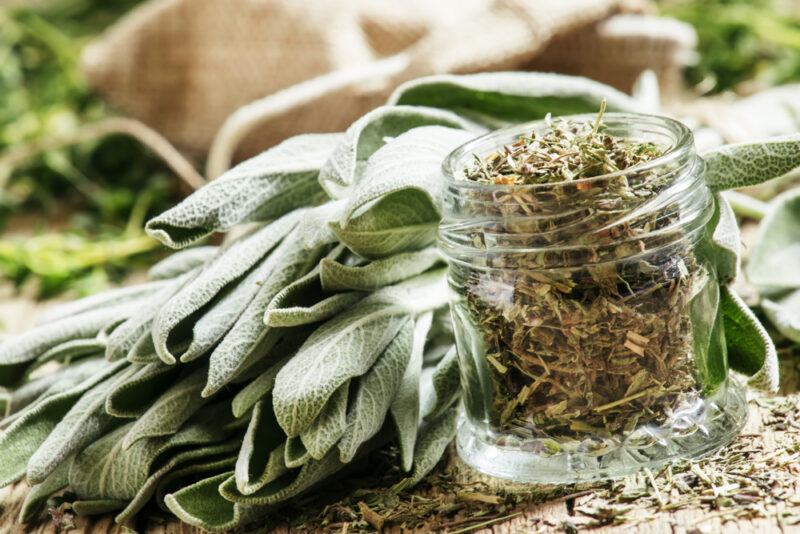 on a wooden surface is a closeup image of fresh sage leaves with a small jar full of dried sage, around it are loose dried sage leaves