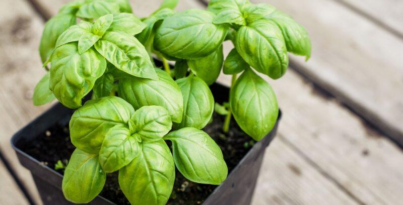 closeup image of a potted basil herb