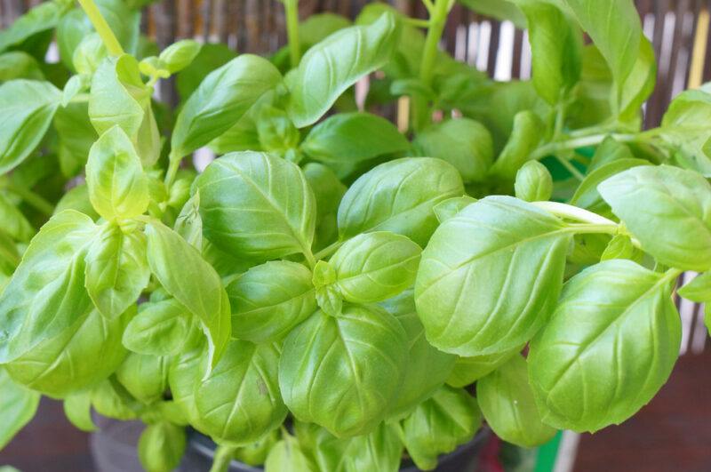 a closeup image of a potted fresh basil