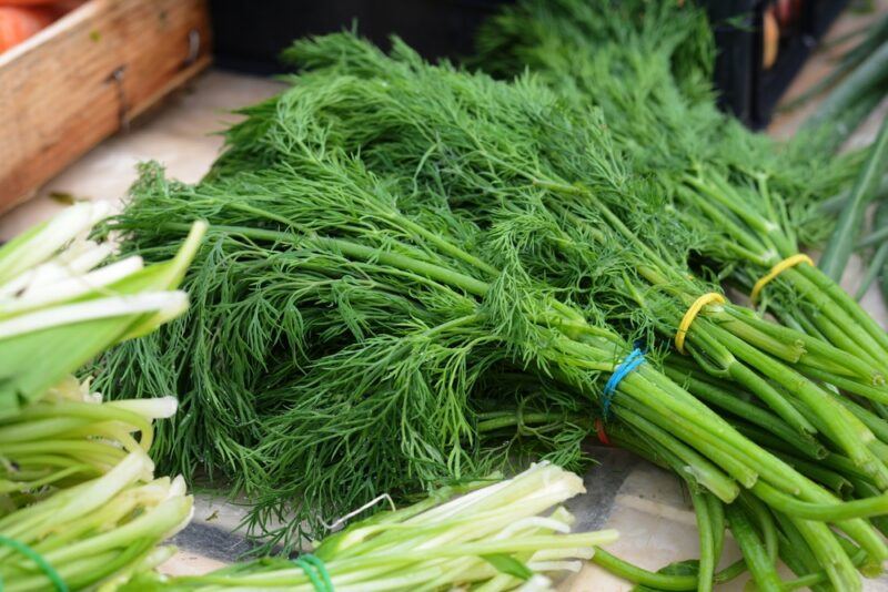 closeup image of three bunches of fresh dill