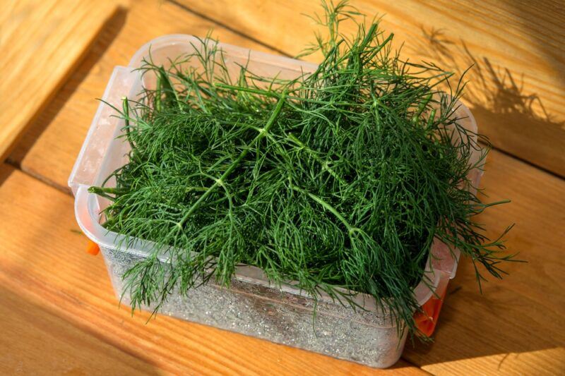 on a wooden surface is a rectangular plastic container with fresh dill