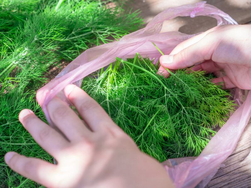 a couple of hands scooping out fresh dill from a pink plastic bag, behind it is a pile of fresh dill