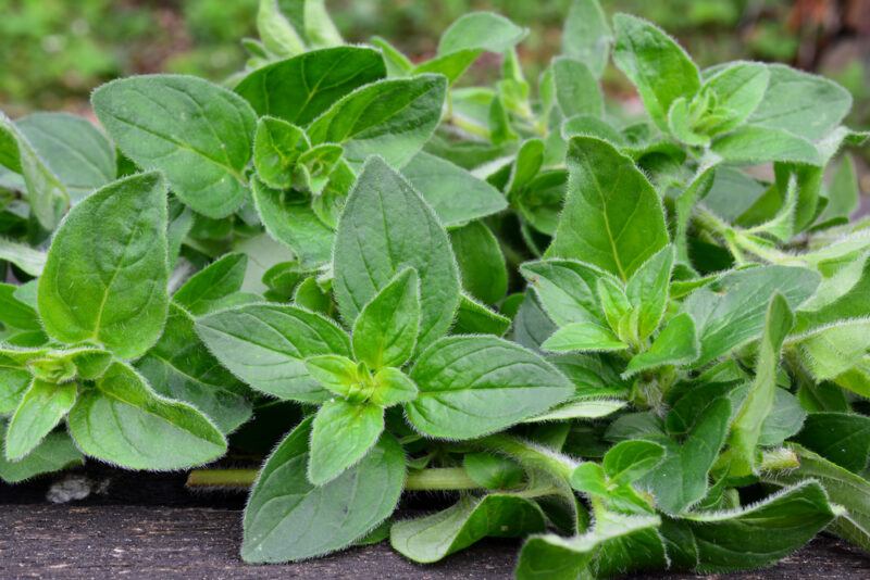 a closeup image of a bunch of fresh oregano