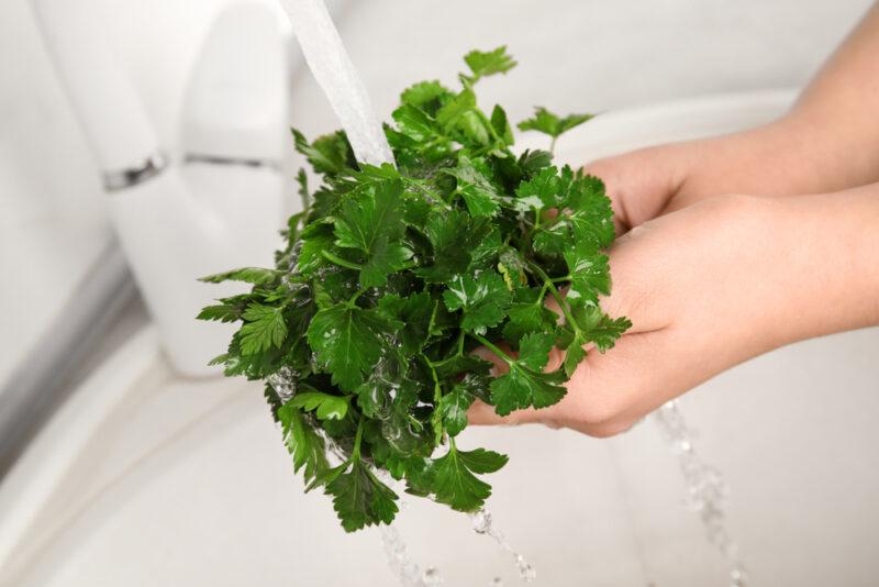 a couple of hands washing a bunch of fresh parsley under the tap with running water