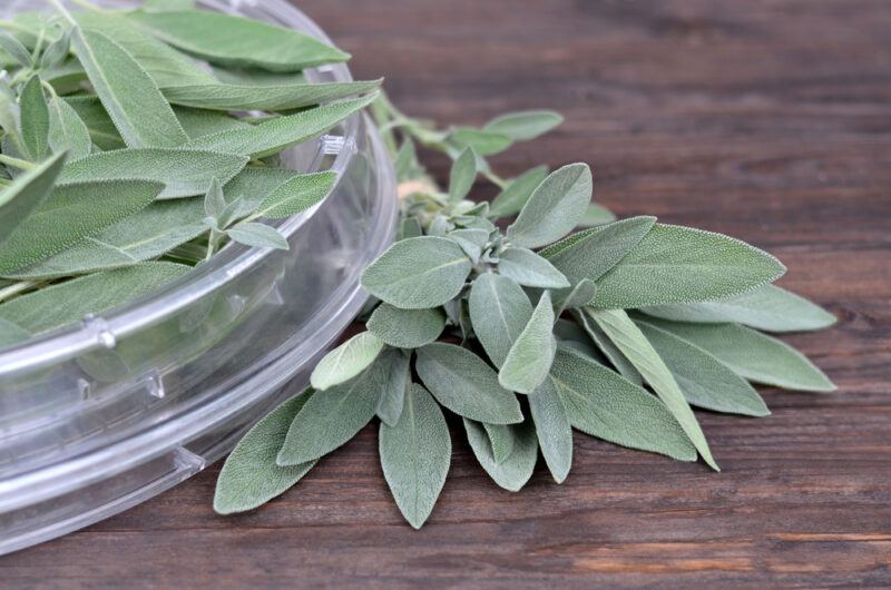 on a wooden surface is a partial image of a clear dish with fresh sage on it, beside it is a bunch of fresh sage as well