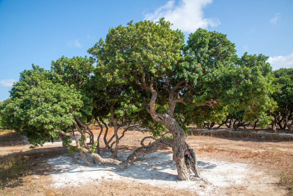 Chewing Mastic Gum For A Sculpted Jawline Is Dumb, Even Though The