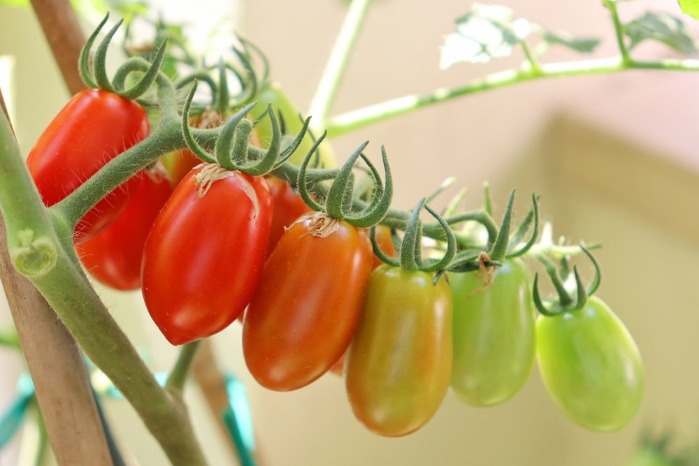 7 Types of Tomatoes and What to Do with Them Food For Net