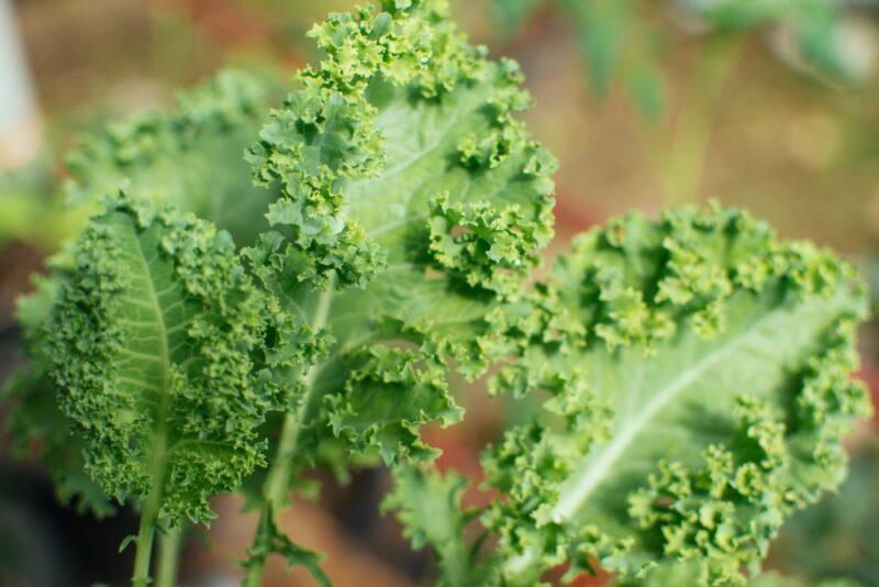 a closeup image of curly kale