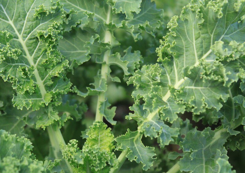 This photo shows a closeup of several green leaves of curly kale.