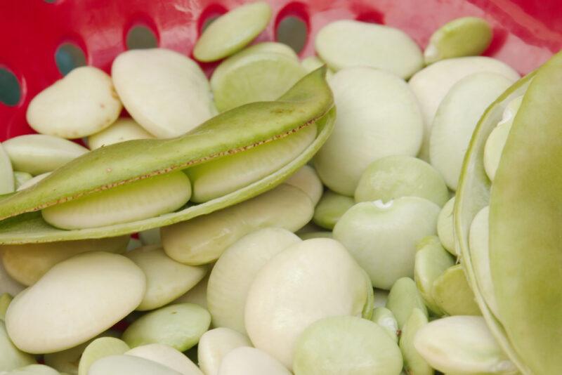 closeup image of a freshly shelled lima beans in a red plastic colander