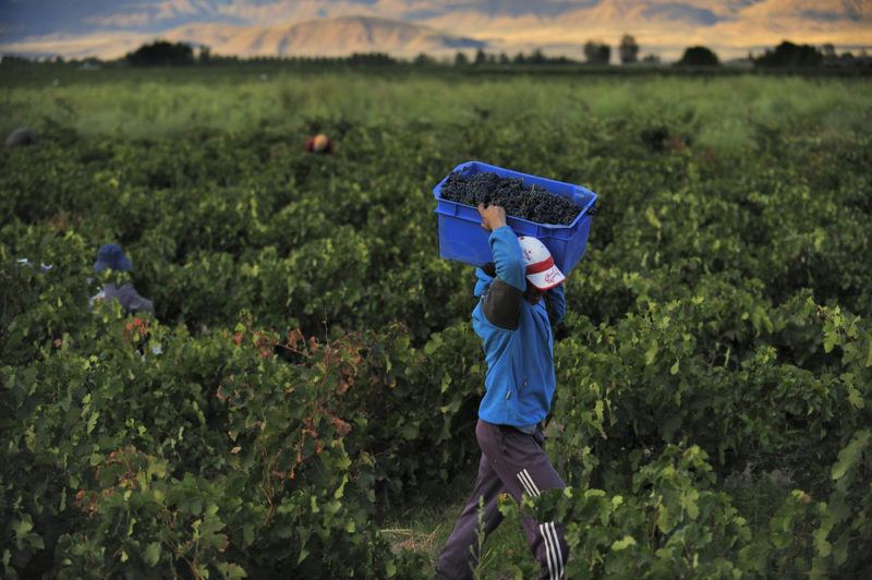 malbec wine grapes being harvested in argentia