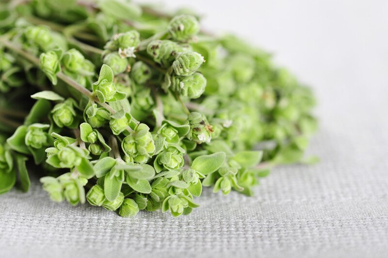 closeup image of fresh marjoram on a grey textile