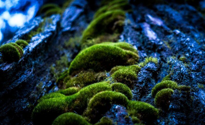 moss on a rock 